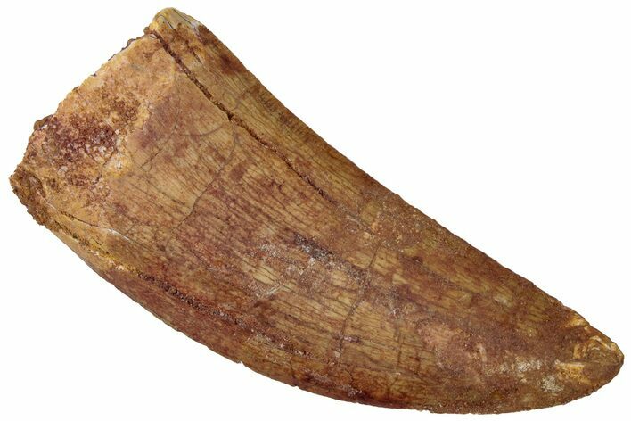 Serrated, Carcharodontosaurus Tooth - Real Dinosaur Tooth #311032